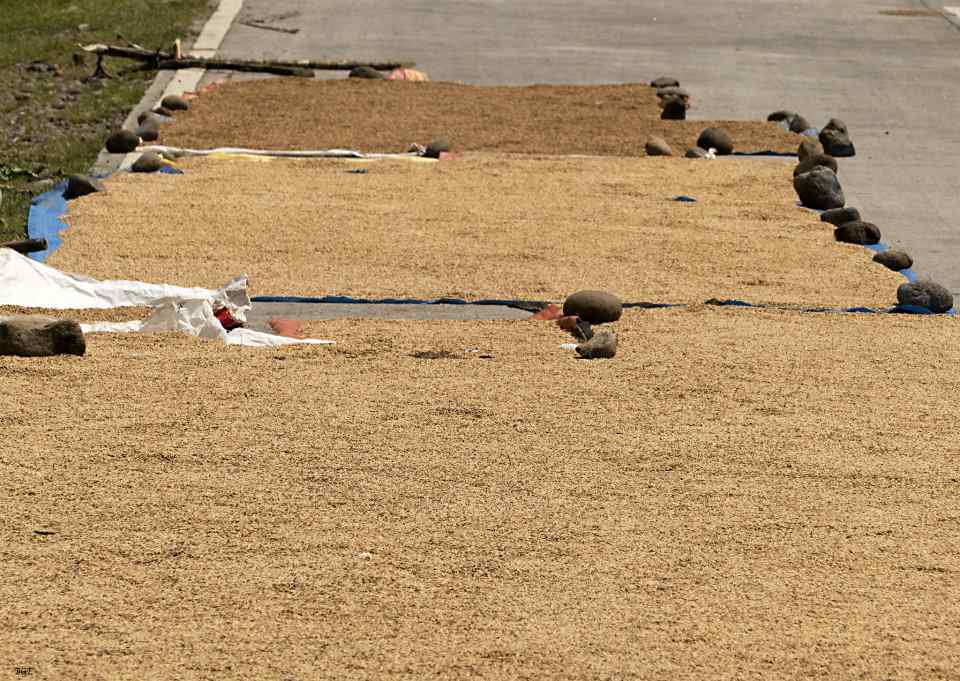 DPWH: Palay drying on highways illegal, punishable by law - Motorcycle News